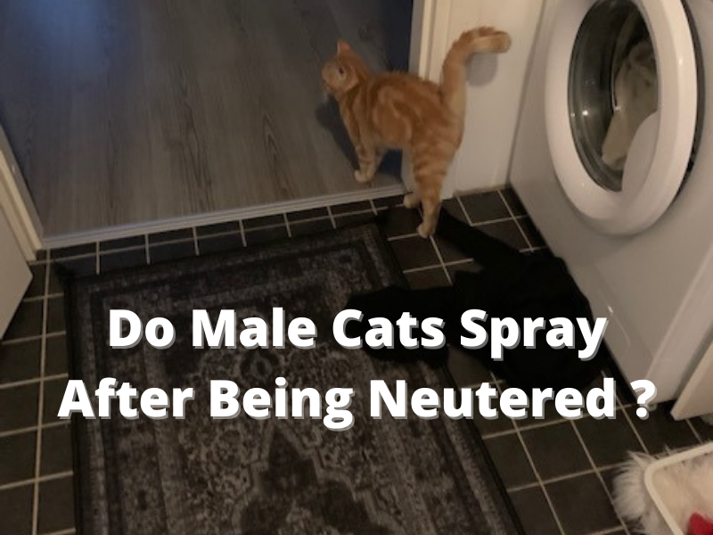 Do Male Cats Spray After Being Neutered How To Stop Your Cat From