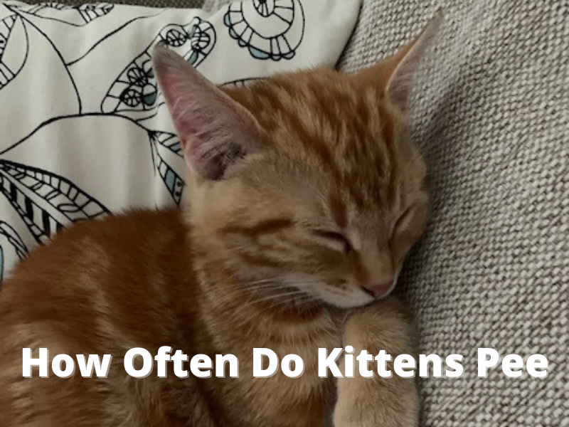 Decode Your Cat’s Behavior: 17 Cat Behaviors Explained