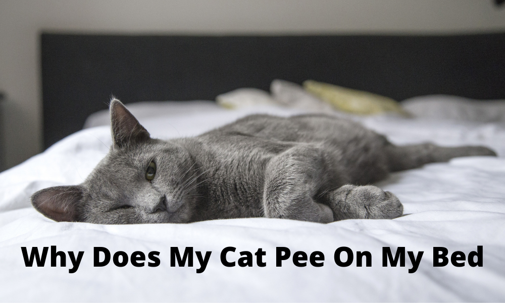 Why Does My Cat Pee On My Bed – How To Stop Your Cat From Spraying